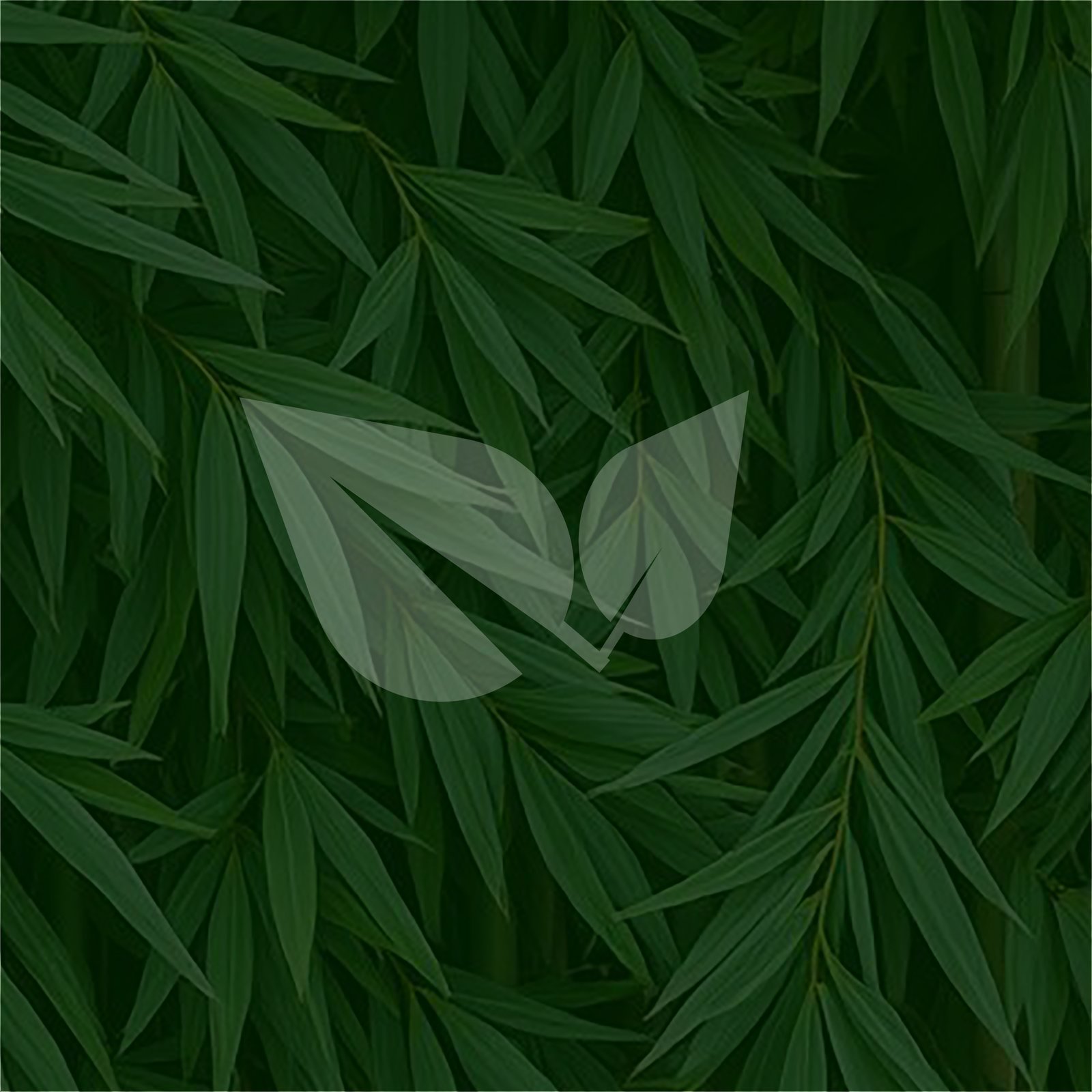 olejek eteryczny z drzewa różanego